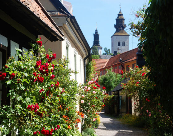 Alley and roses, Visby © Region Gotland