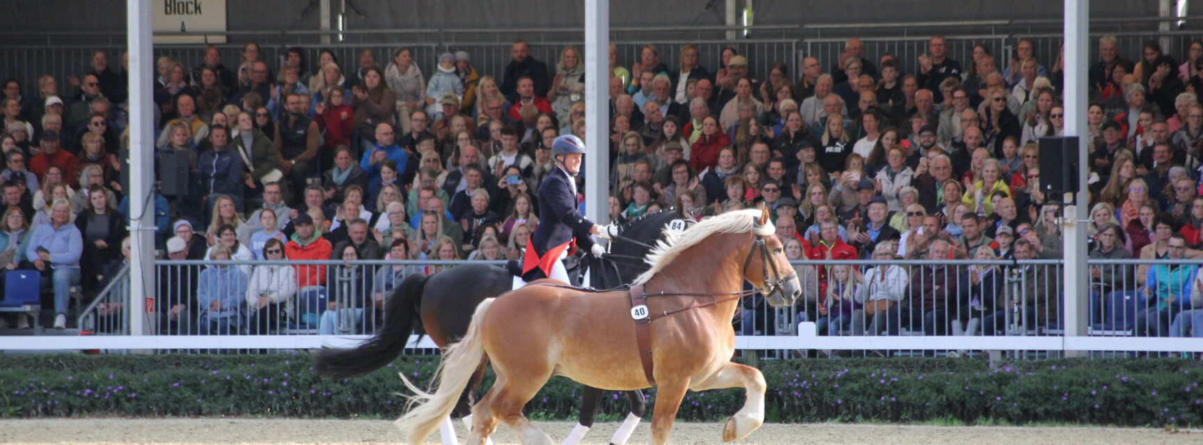 Hengstparade Hengstparade