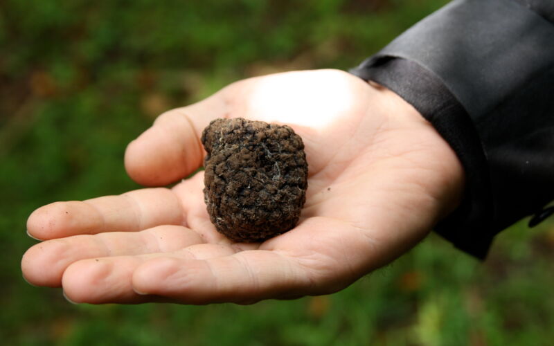 Truffle