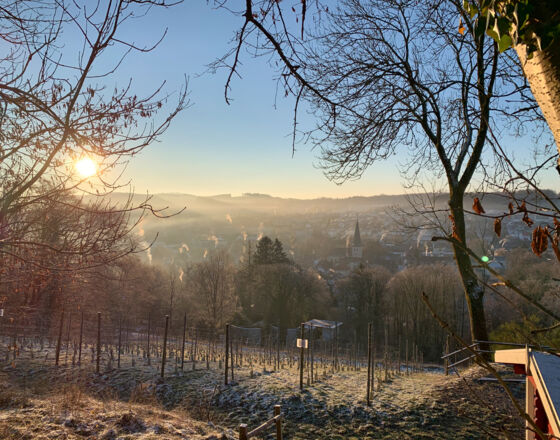 Neuenrade - Weinberg im Winterschlaf © Jan Riecke