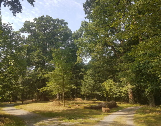22-5-Wandern im Wald © Marlen Grote