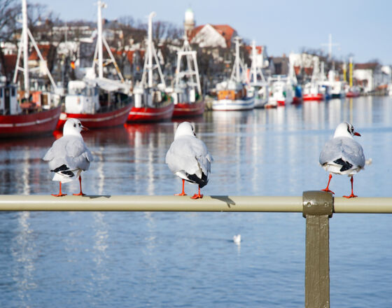 Alter Strom_Möwen_DSC_0476 © Holger Martens Alter Strom_Möwen_DSC_0476 © Holger Martens
