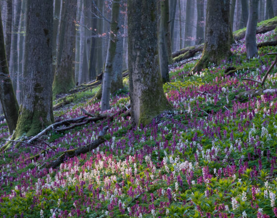 Freeden Lerchensporn ©Vincent Croce, Tourismusgesellschaft Osnabrücker Land