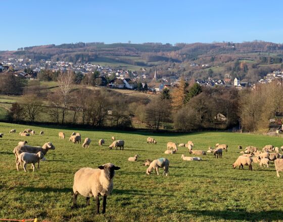 Neuenrade - Blick vom Waldstadion mit Schaf © Jan Riecke