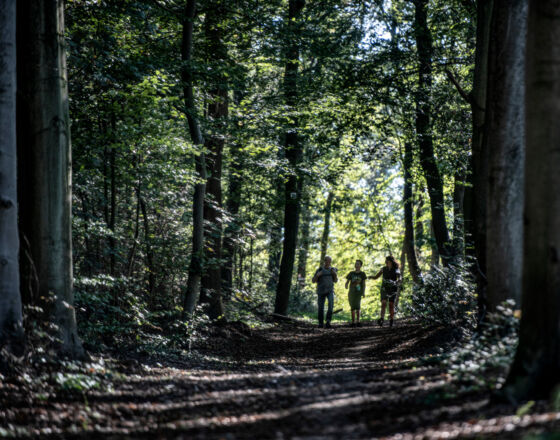 Barefoot path forest path ©WFG Emmerich mbH