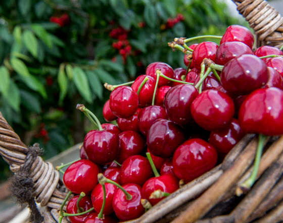 Betuws Fruit © Gemeinde Tiel Betuws Fruit © Gemeinde Tiel
